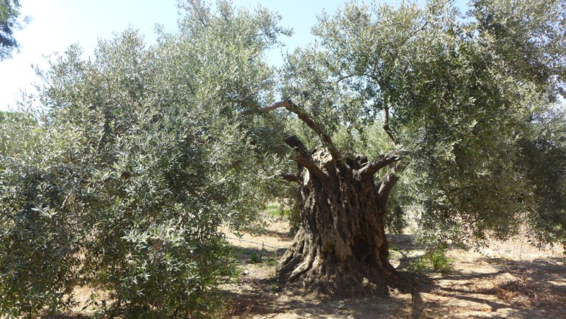 вековое оливковое дерево